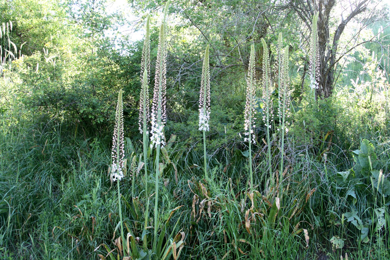 Image of Eremurus robustus specimen.