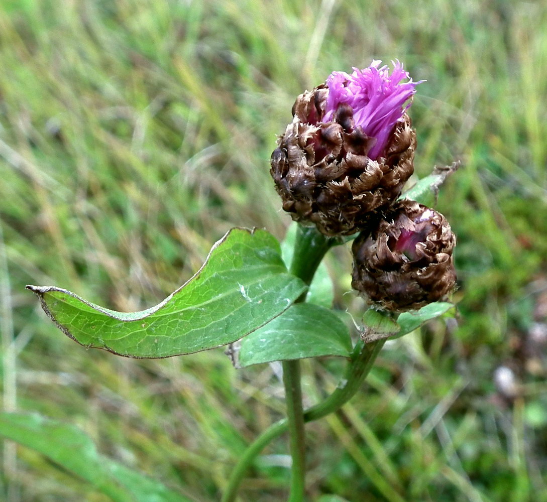 Изображение особи Centaurea jacea.