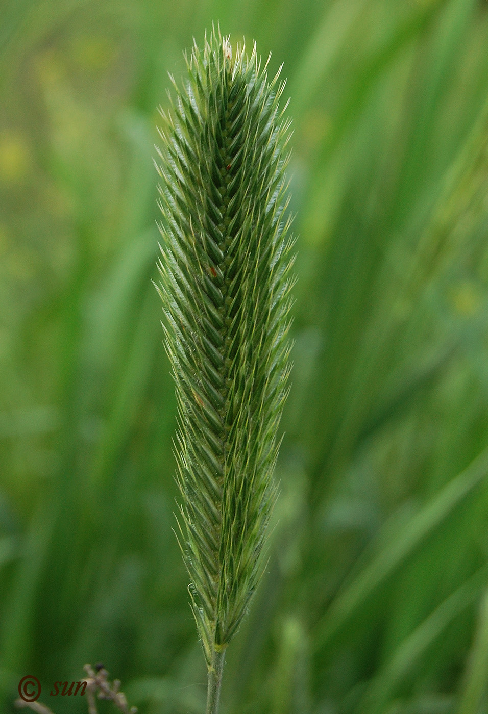 Изображение особи Agropyron pectinatum.