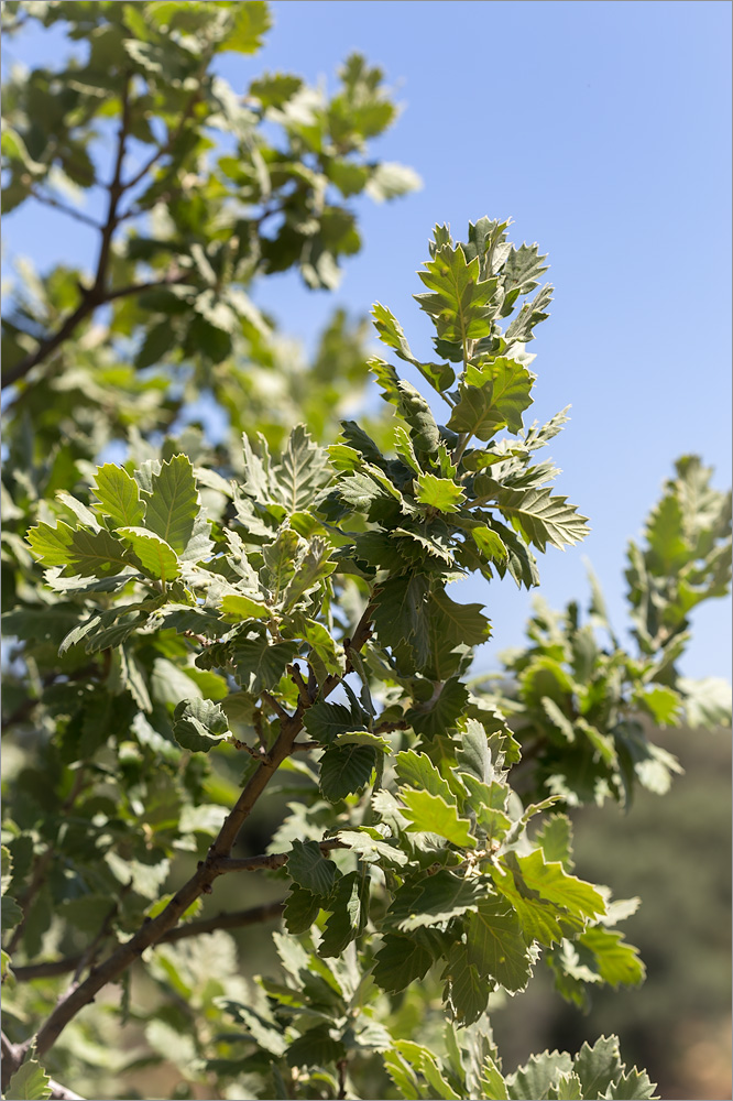 Image of Quercus ithaburensis specimen.