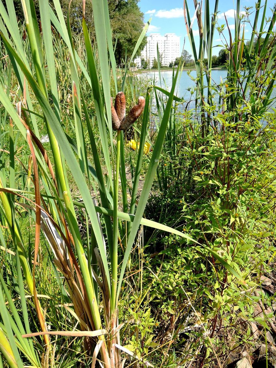 Изображение особи Typha latifolia.