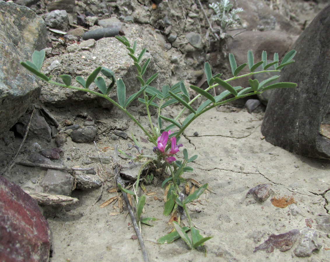 Изображение особи Astragalus oxyglottis.