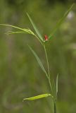 Lathyrus sphaericus