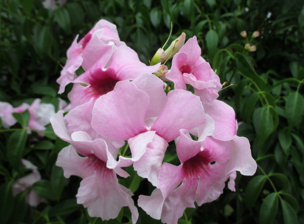 Изображение особи Pandorea jasminoides.