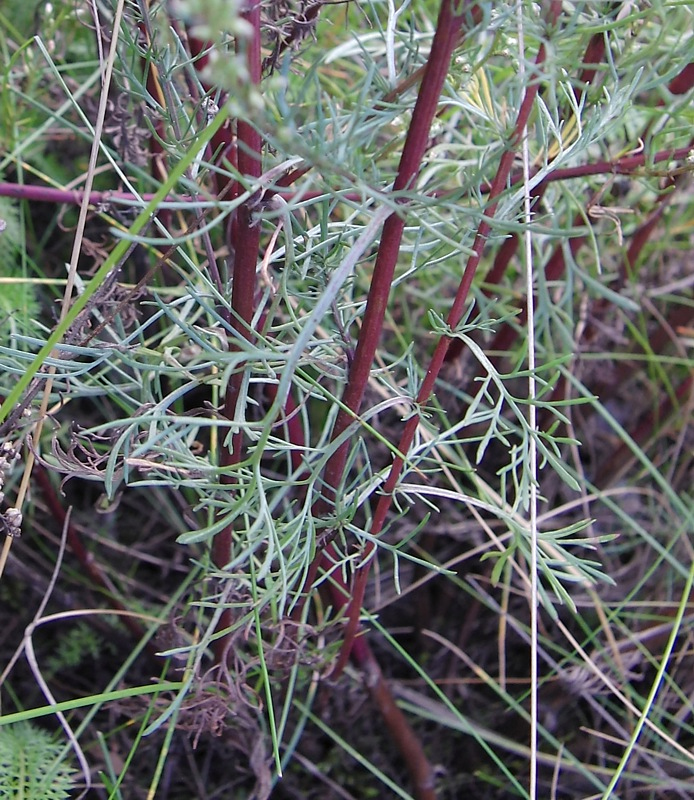 Image of Artemisia campestris specimen.