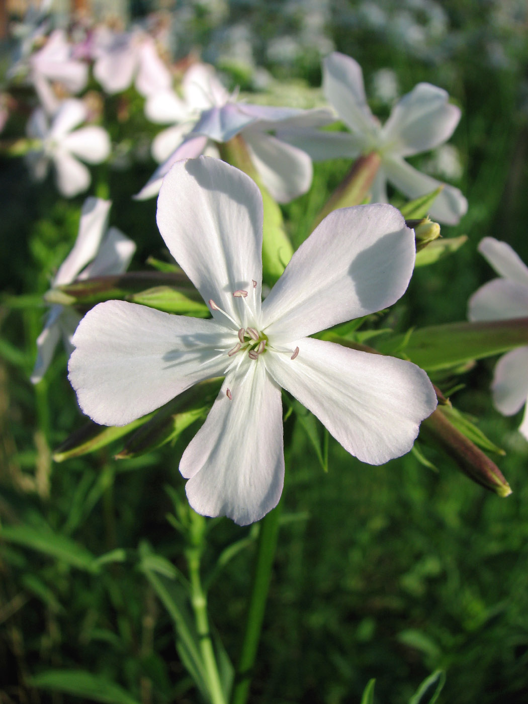 Изображение особи Saponaria officinalis.