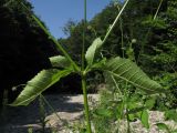 Dipsacus pilosus