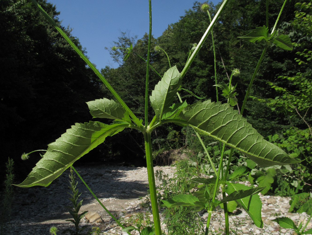 Image of Dipsacus pilosus specimen.