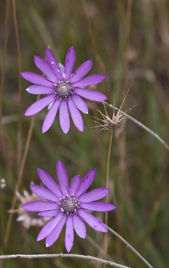 Image of Xeranthemum annuum specimen.
