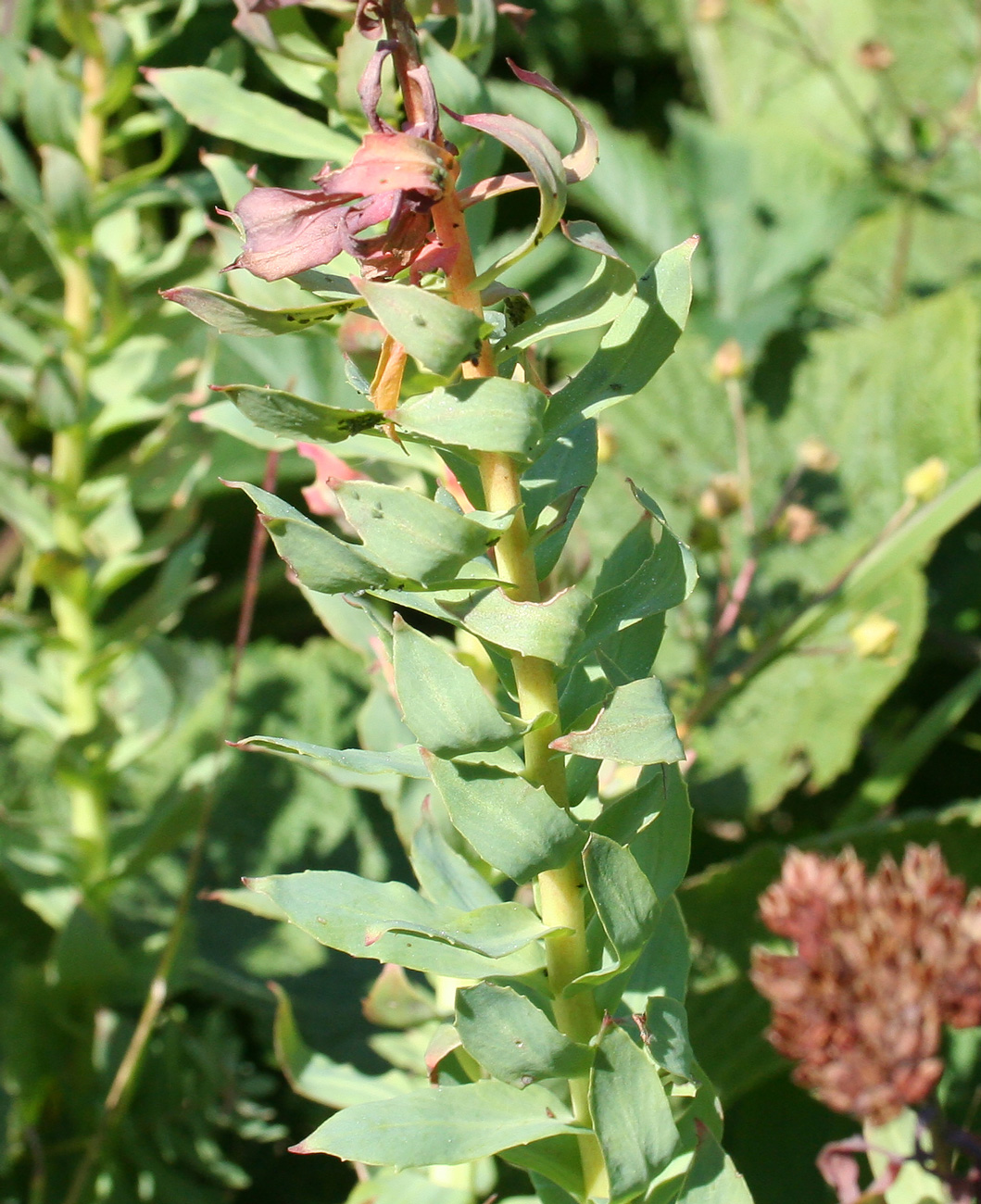 Image of Rhodiola rosea specimen.