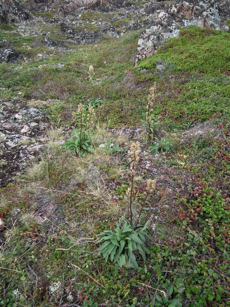 Image of Solidago virgaurea ssp. lapponica specimen.