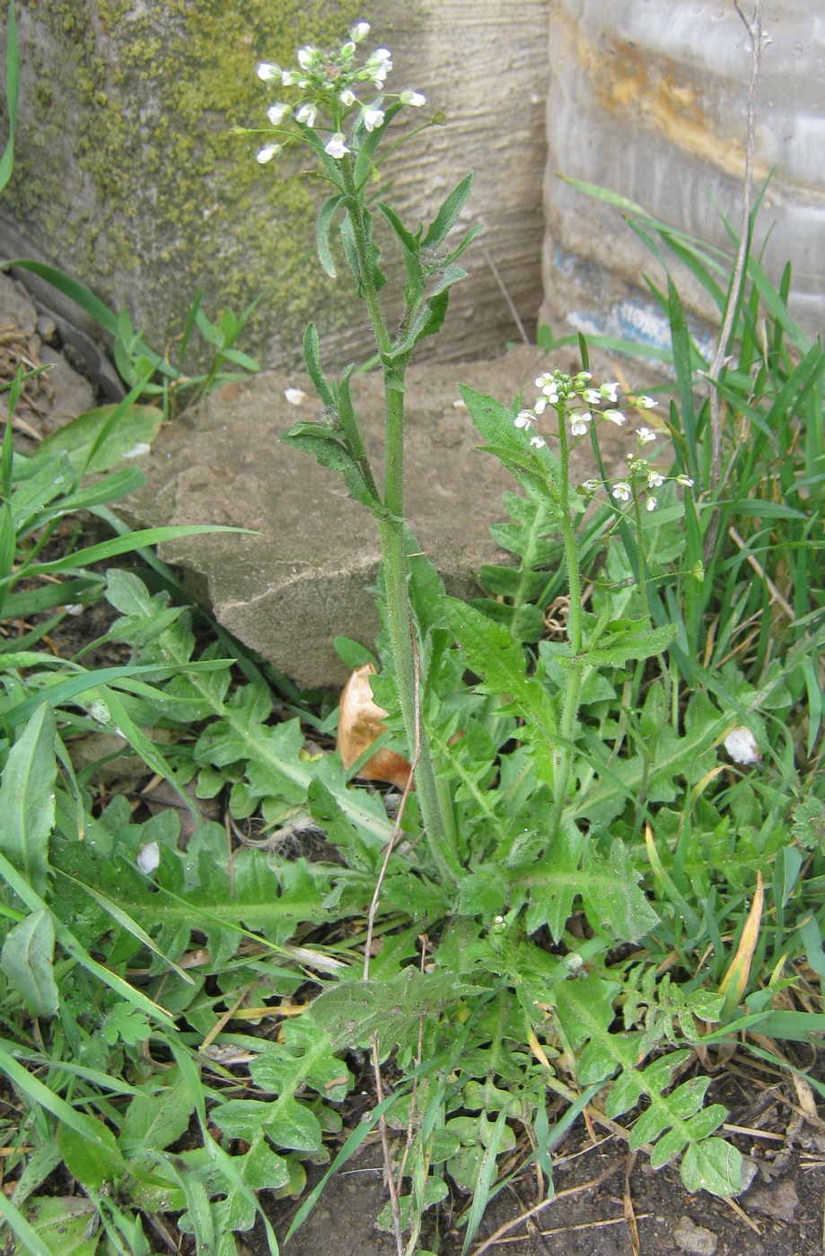 Изображение особи Capsella bursa-pastoris.