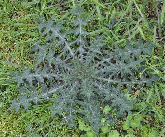 Image of Cirsium vulgare specimen.