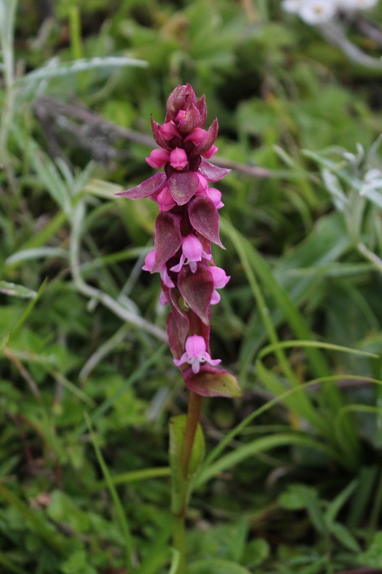 Изображение особи Satyrium nepalense.