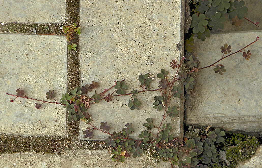 Изображение особи Oxalis corniculata.