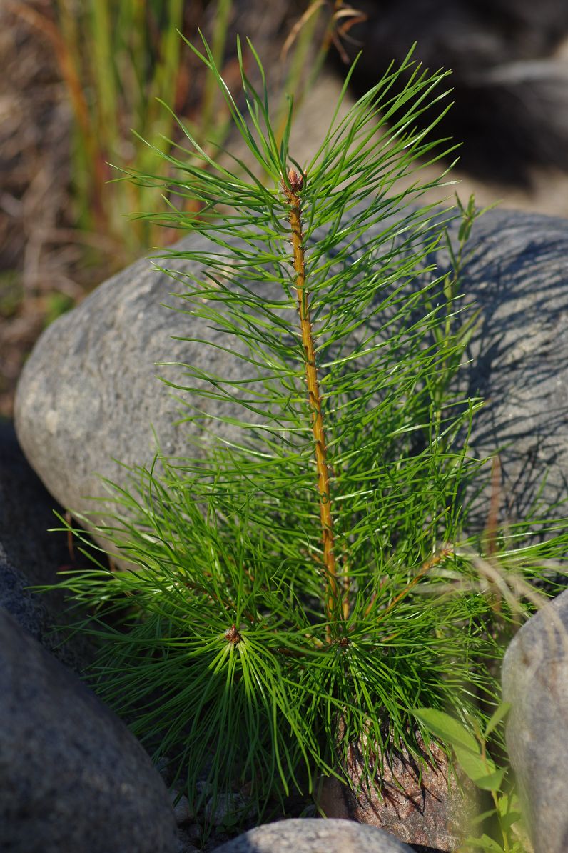 Изображение особи Pinus sylvestris.