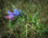 Echium vulgare. Цветки, бутоны и прицветные листья. Татарстан, Агрызский р-н, с. Красный Бор, крутой склон холма. 07.10.2016.