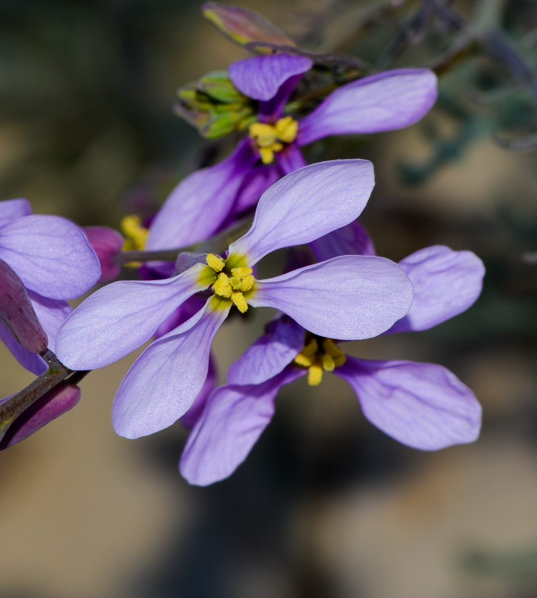 Изображение особи Pseuderucaria clavata.