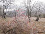 Rosa canina. Плодоносящее обледеневшее растение. Краснодарский край, м/о г. Новороссийск, гора Рябкова, ≈ 500 м н.у.м., разнотравный луг с кустарниками на вершине горы. 26.10.2014.