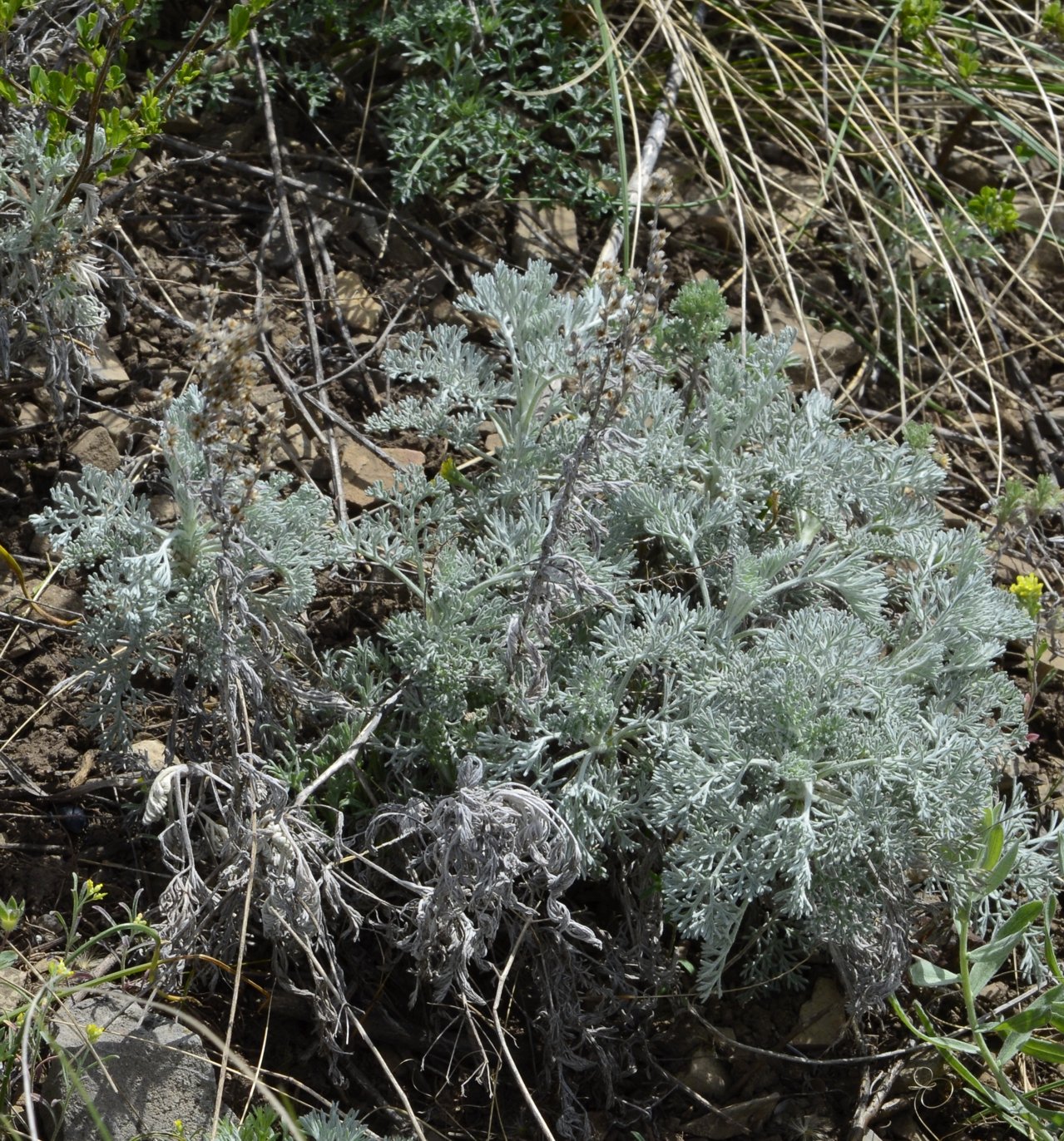 Изображение особи Artemisia lercheana.