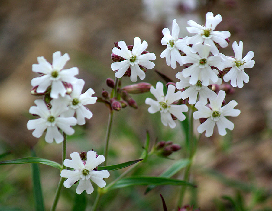 Image of Silene amoena specimen.