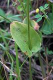 Parnassia palustris