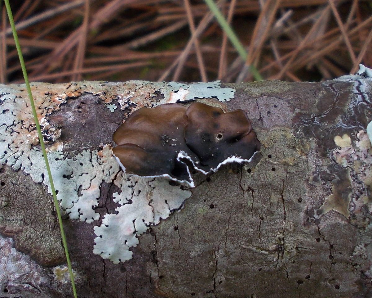 Image of Parmotrema tinctorum specimen.