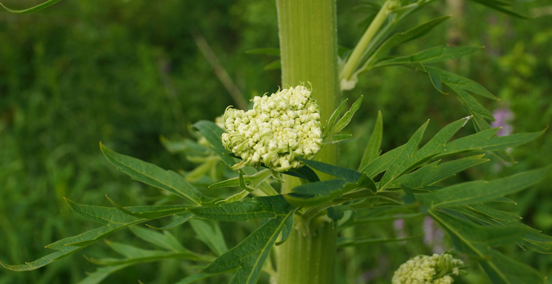 Image of Pleurospermum uralense specimen.