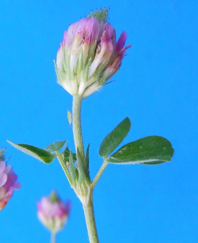 Изображение особи Trifolium echinatum.