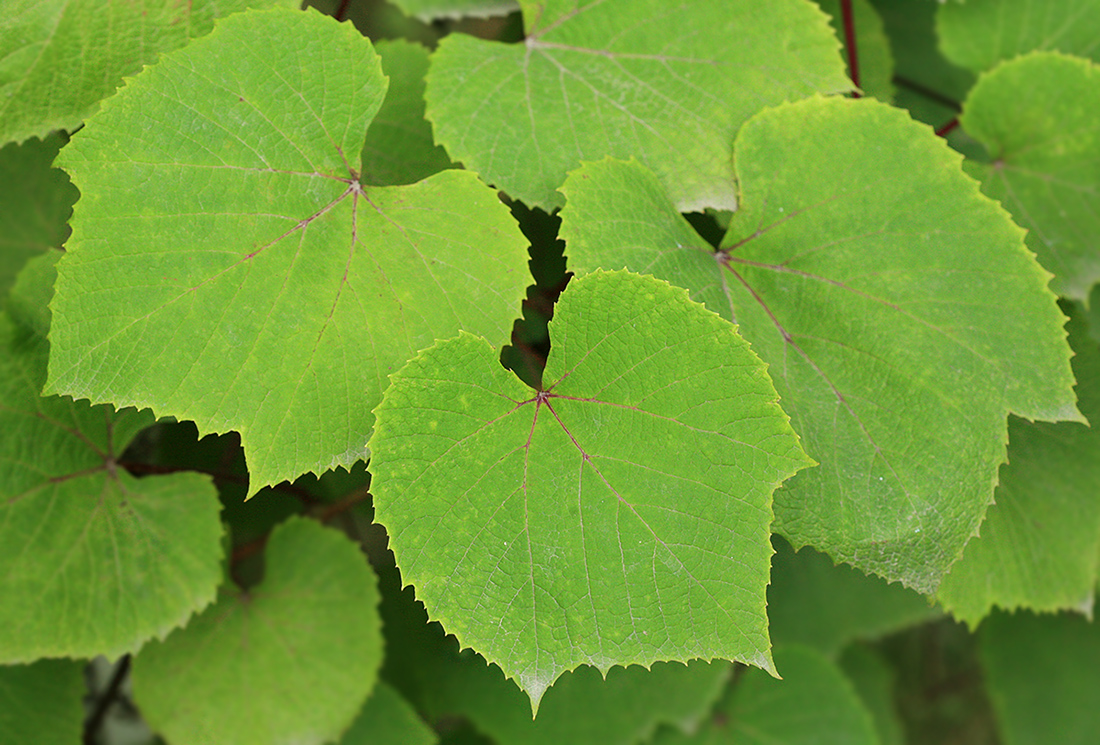 Image of Vitis coignetiae specimen.