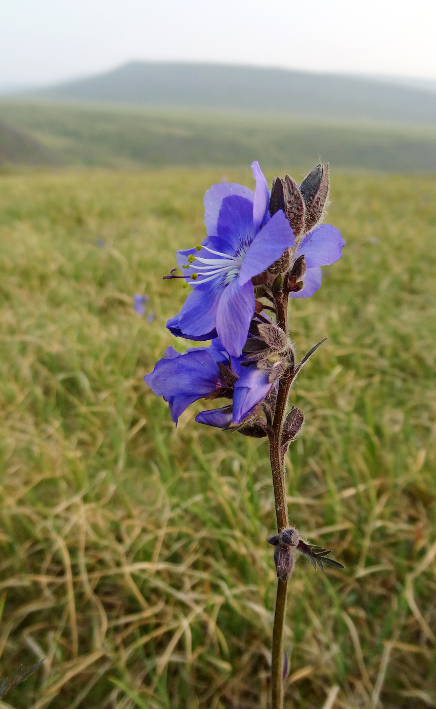 Image of Polemonium campanulatum specimen.