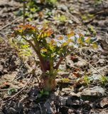 Archangelica officinalis
