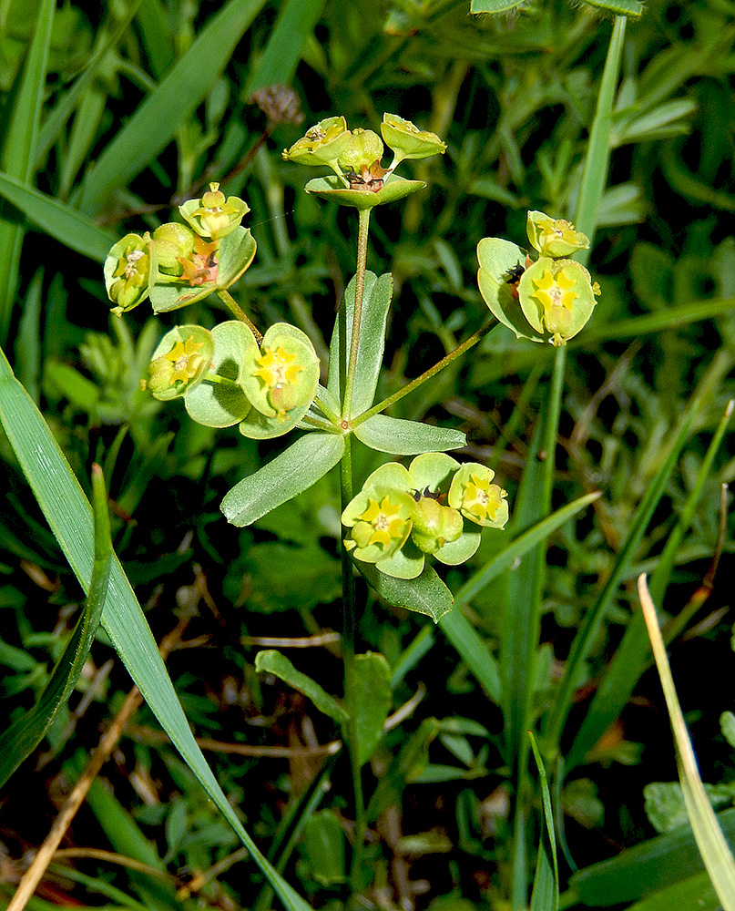 Изображение особи Euphorbia subtilis.