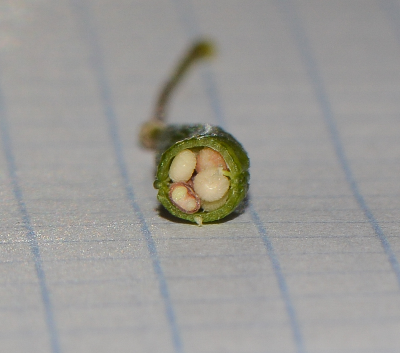 Image of Cleome rutidosperma specimen.