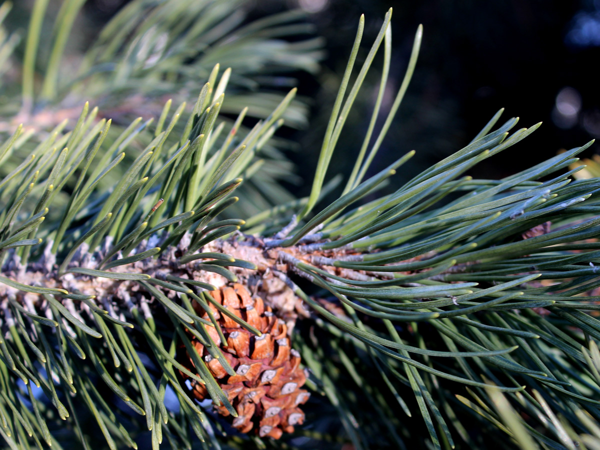 Изображение особи Pinus mugo.