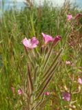 Epilobium hirsutum