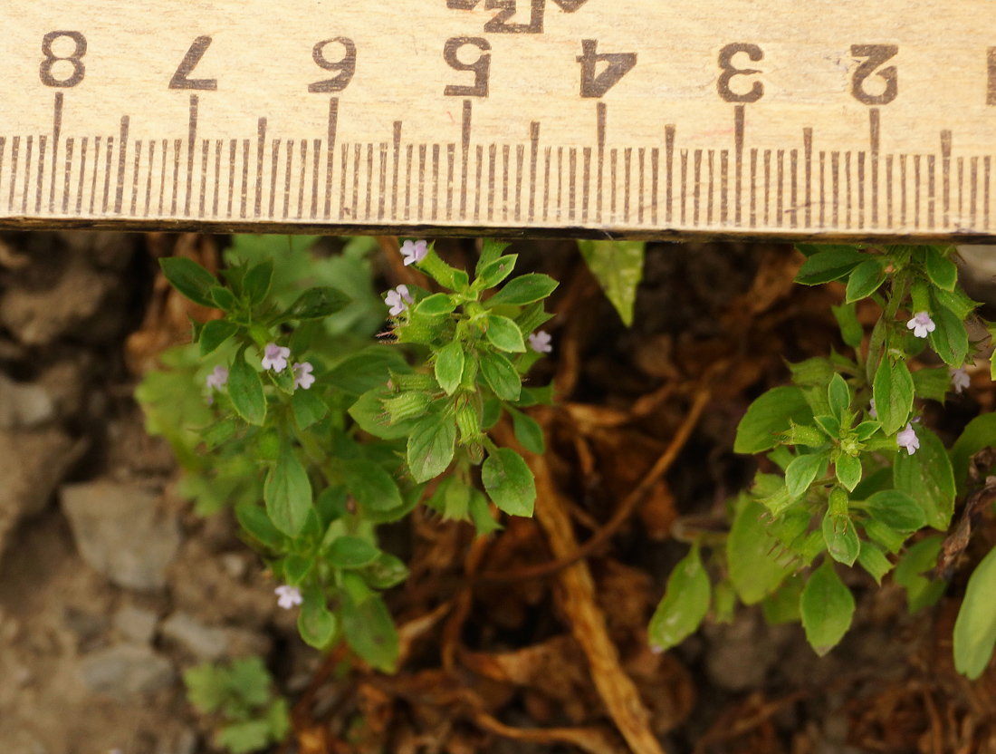 Image of Antonina debilis specimen.