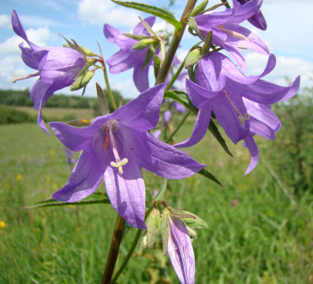 Image of Campanula rapunculoides specimen.