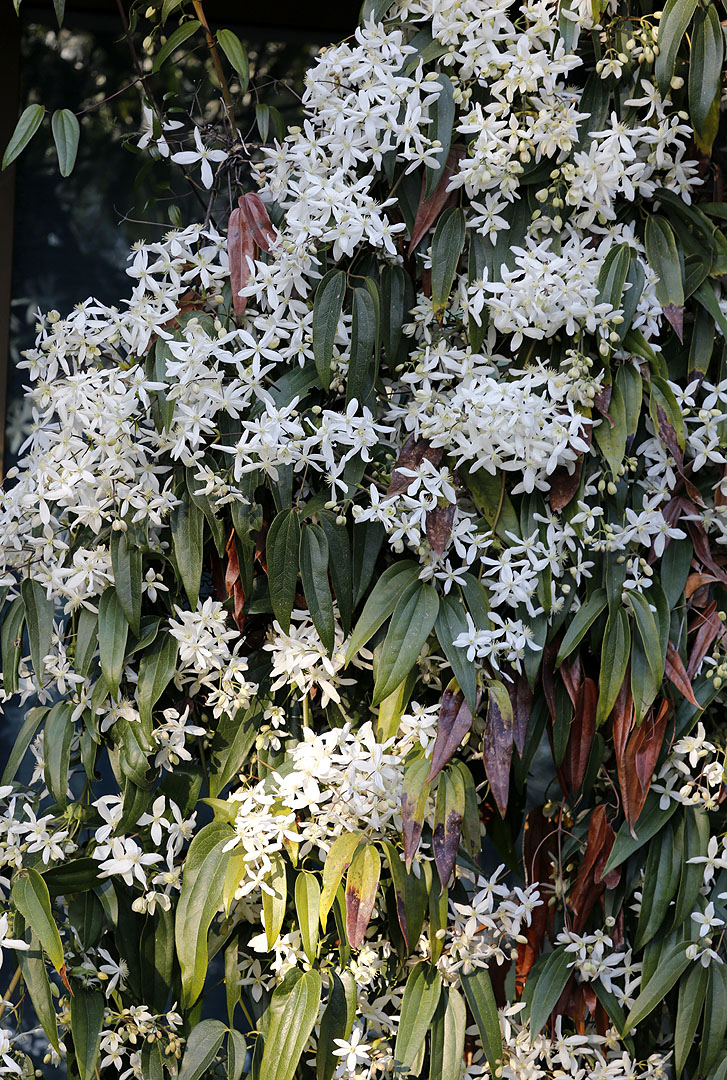 Изображение особи Clematis armandii.