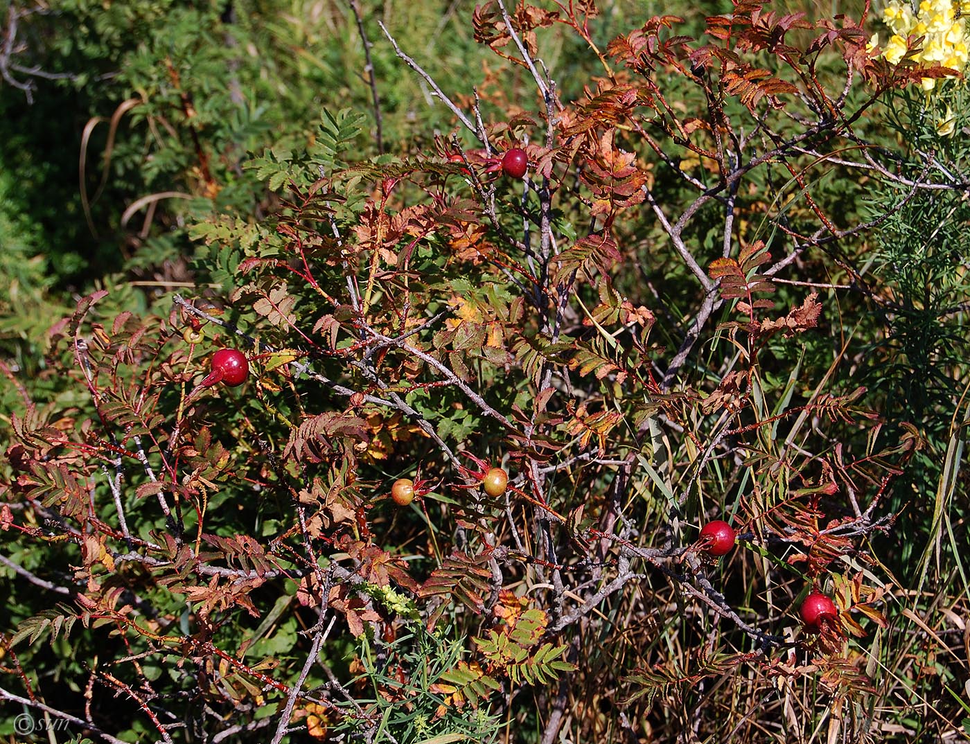 Image of Rosa spinosissima specimen.