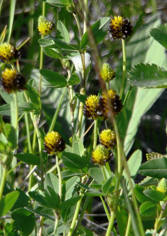 Image of Trifolium spadiceum specimen.