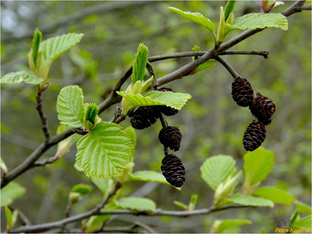 Изображение особи Alnus incana.