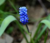 Muscari botryoides. Соцветие. Московская обл., Раменский р-н, окр. дер. Хрипань, садовый участок. 11.05.2017.