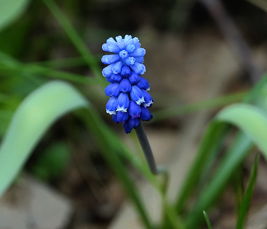 Изображение особи Muscari botryoides.