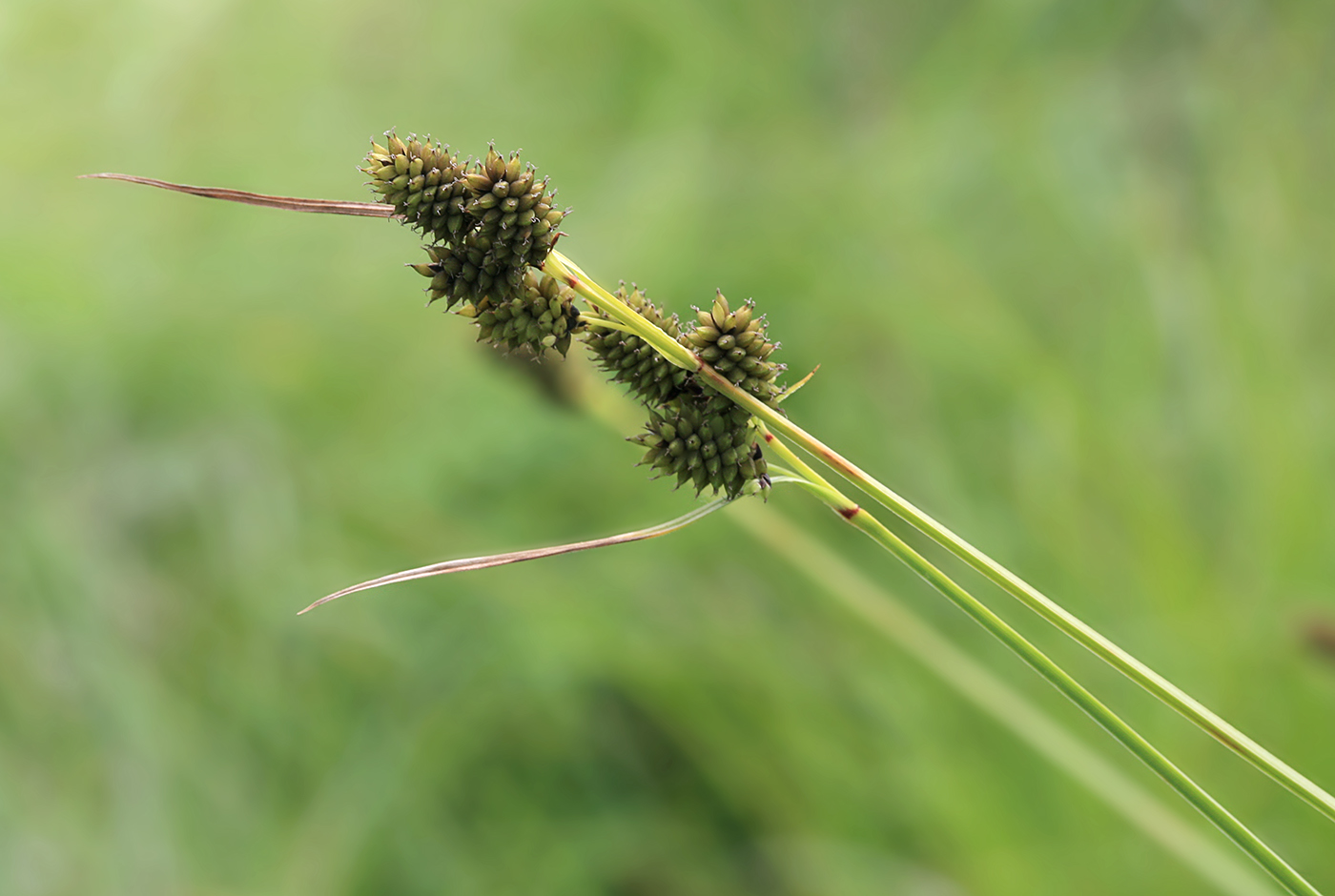 Изображение особи Carex media.