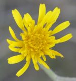 genus Crepis