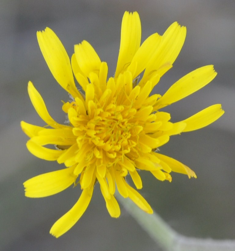 Изображение особи род Crepis.