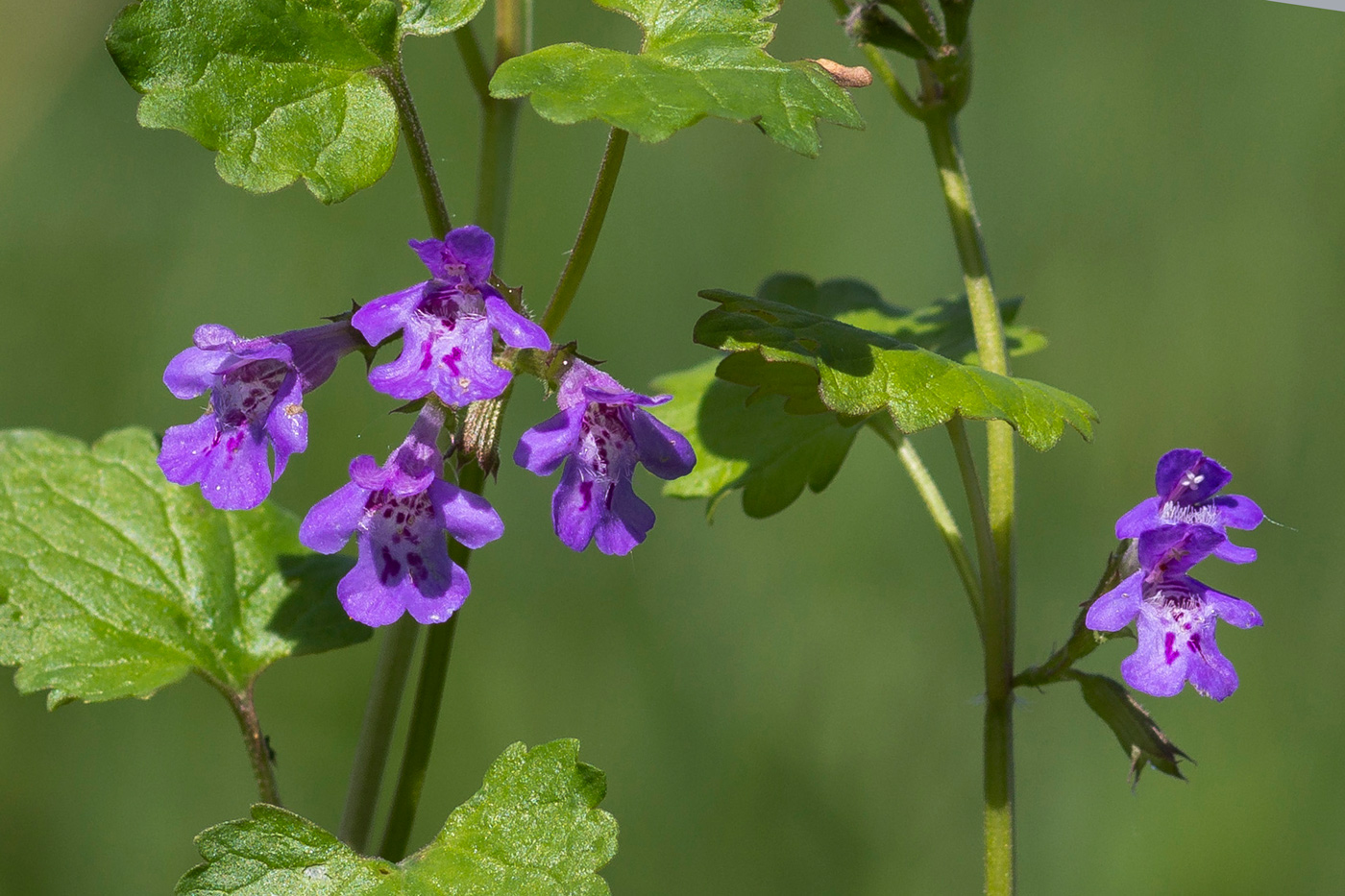 Image of Glechoma hederacea specimen.
