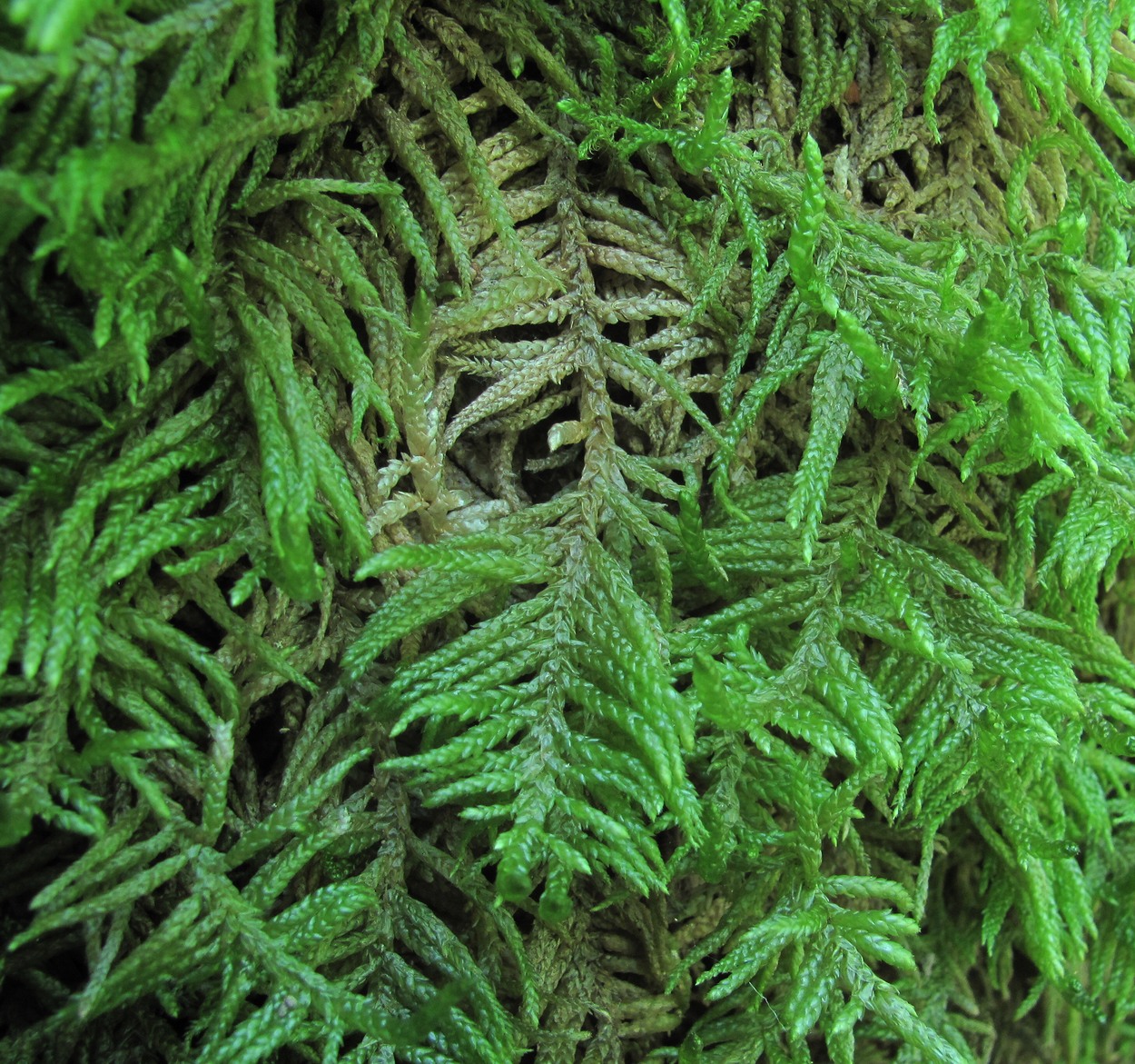 Image of Pseudoscleropodium purum specimen.
