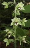 Epipactis condensata. Часть соцветия. Краснодарский край, м/о город-курорт Геленджик, окр. мкр-на Голубая долина, сосновый лес. 10 июня 2017 г.